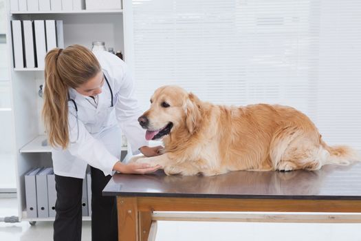 Focused vet examining a labrador in her office