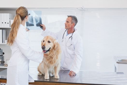 Doctors checking up on a labrador in a vets office