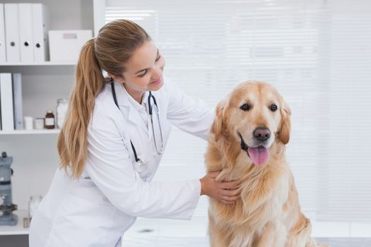 Happy vet giving a labrador a check up in her office