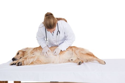 Vet checking a labradors stomach on white background