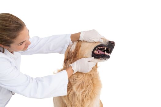 Vet checking a dogs teeth on white background