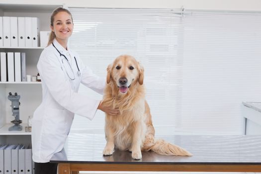 Happy vet giving a labrador a check up in her office