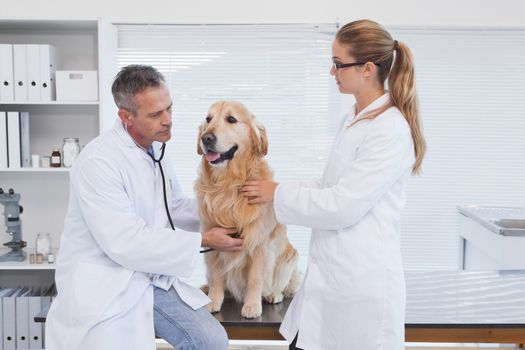 Doctors checking up on a labrador in a vets office