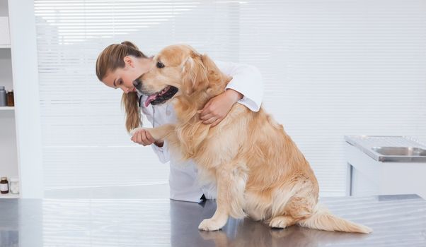 Focused vet examining a labrador in her office