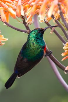 Southern double-collared sunbird perched on an aloe bloom