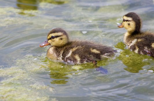 Very cute small ducks are swimming