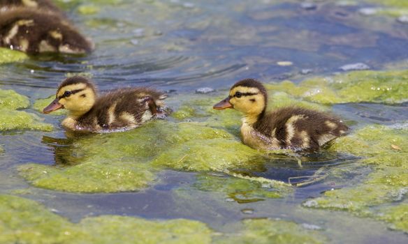 Beautiful young ducks are going through the algae in the lake