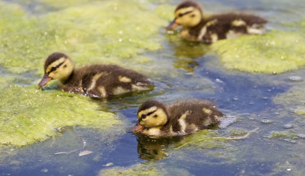 The background with the three cute young ducks in the lake