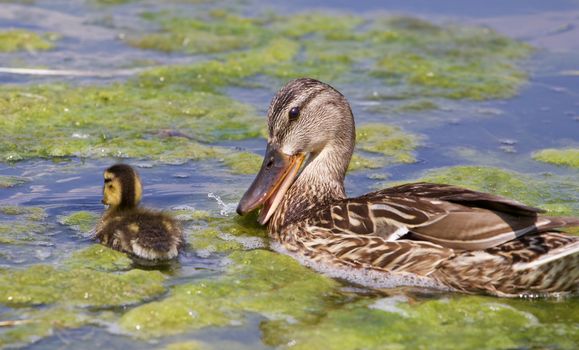 Funny mother-duck and her chick in the lake