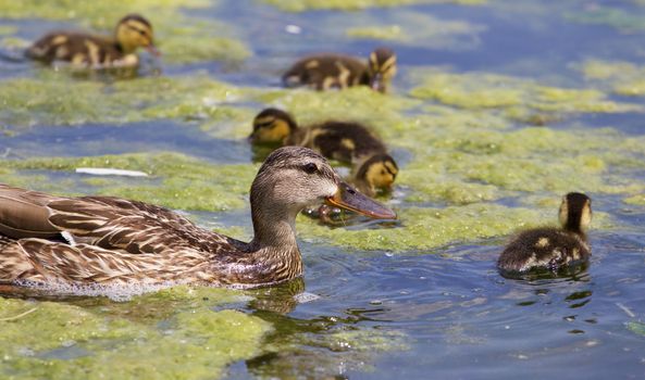 Beautiful mallard and her chicks are swimming together