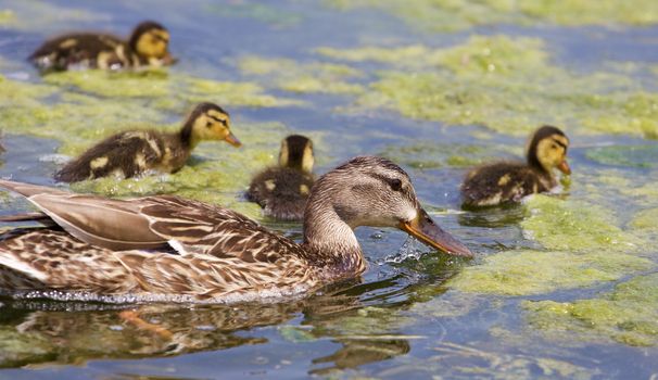 Beautiful mother-duck and her chicks are eating the algae together