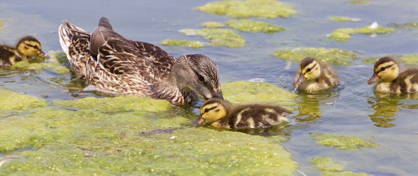 The young family of ducks is swimming