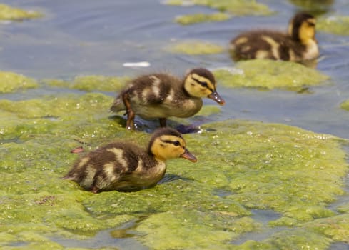 Young chicks of the mallards are going through the algae