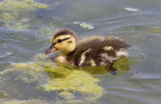 Cute young duck is swimming in the lake