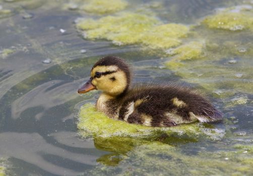 Close-up of the cute young swimming duck