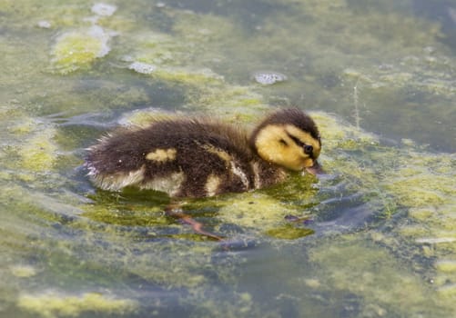 The cute young duck is eating the algae in the lake