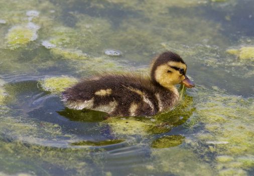 Cute chick of the mallards is eating the algae in the lake