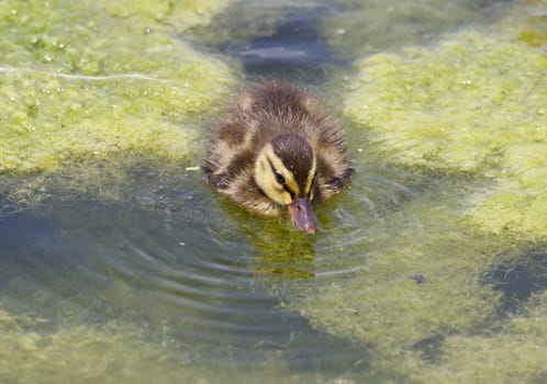 Beautiful background with the young duck swimming in the algae