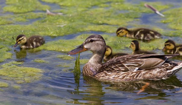 The beautiful family of the young ducks is swimming