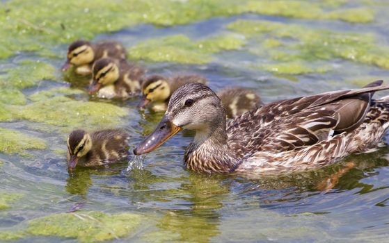The mother-duck and five of her chicks are eating the algae