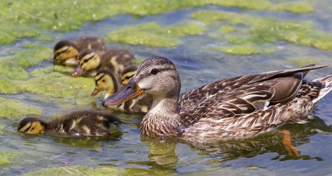 Beautiful mother-duck with the chicks in the lake