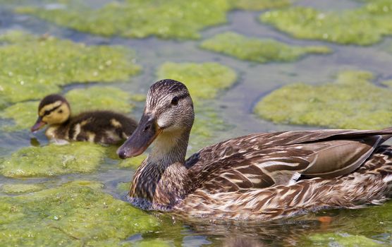 The close-up of the mother-duck and her chick in the lake