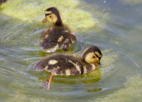 Two cute young ducks are swimming together in the lake