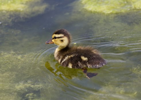 Cuttie of the ducks in the lake