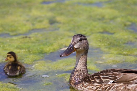 The mallard and her chick close-up