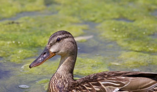 The close-up of the mallard with the algae background