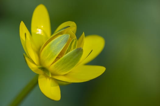 Small yellow flowers of tropical plant in full bloom