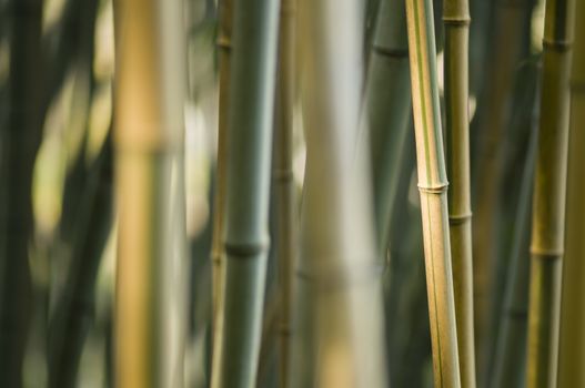 Green and brown Bamboo detail with side sun light