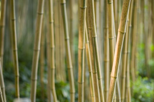 Green and brown Bamboo detail with side sun light