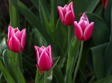 Tulips in a garden