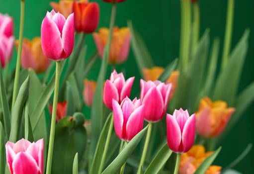 Tulips in a garden