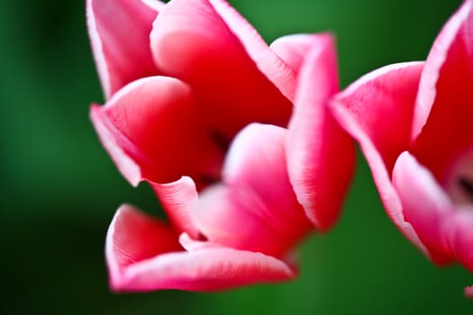 Tulips in a garden