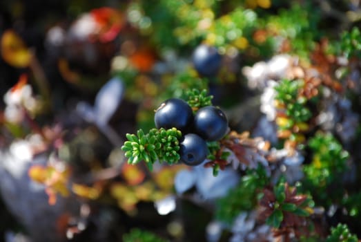 Norwegian blueberries