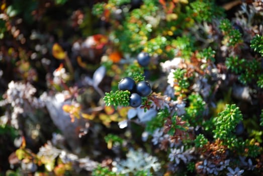 Norwegian blueberries