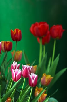 Tulips in a garden