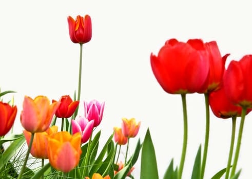 Tulips in a garden