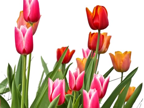 Tulips in a garden