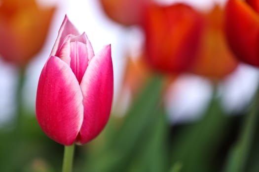Tulips in a garden