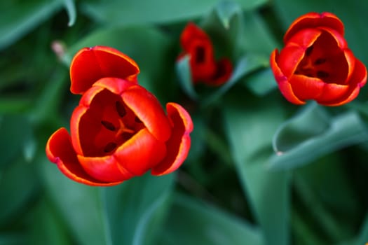Tulips in a garden