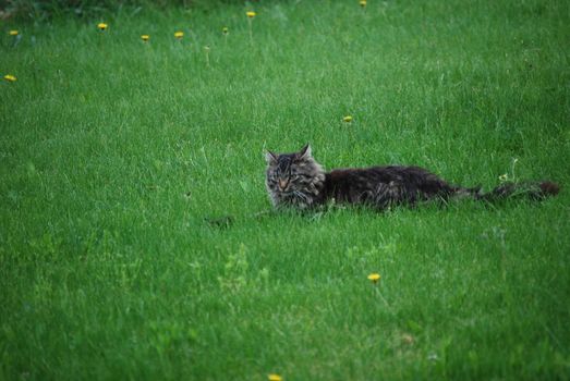 Cat playing with catch