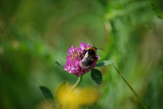 Bumblebee on flower