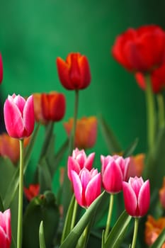 Tulips in a garden