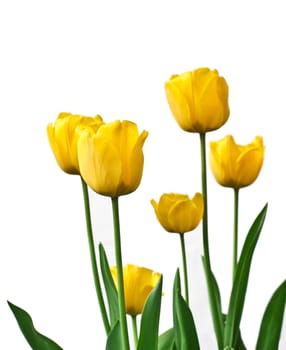 Tulips in a garden