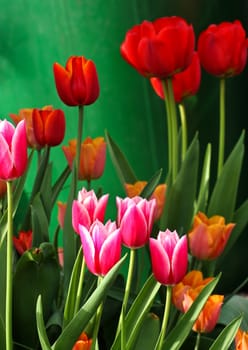 Tulips in a garden