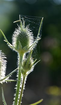 Closeup spear thistle (Cirsium vulgare) in the morning 