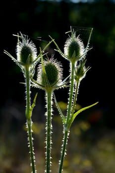 Closeup spear thistle (Cirsium vulgare) in the morning 